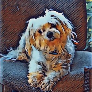 Meet your Posher, Tara